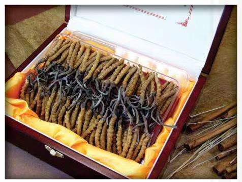 裕华冬虫夏草回收